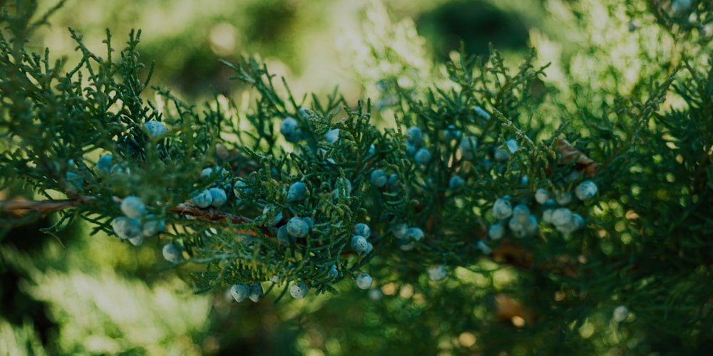 a close up of a tree with small blue berries