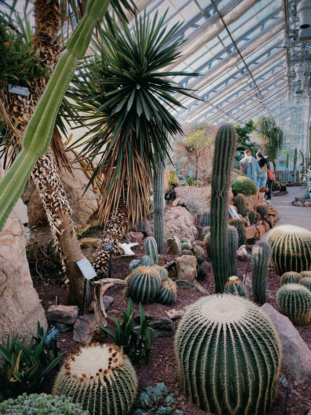 a group of cactus plants inside of a greenhouse