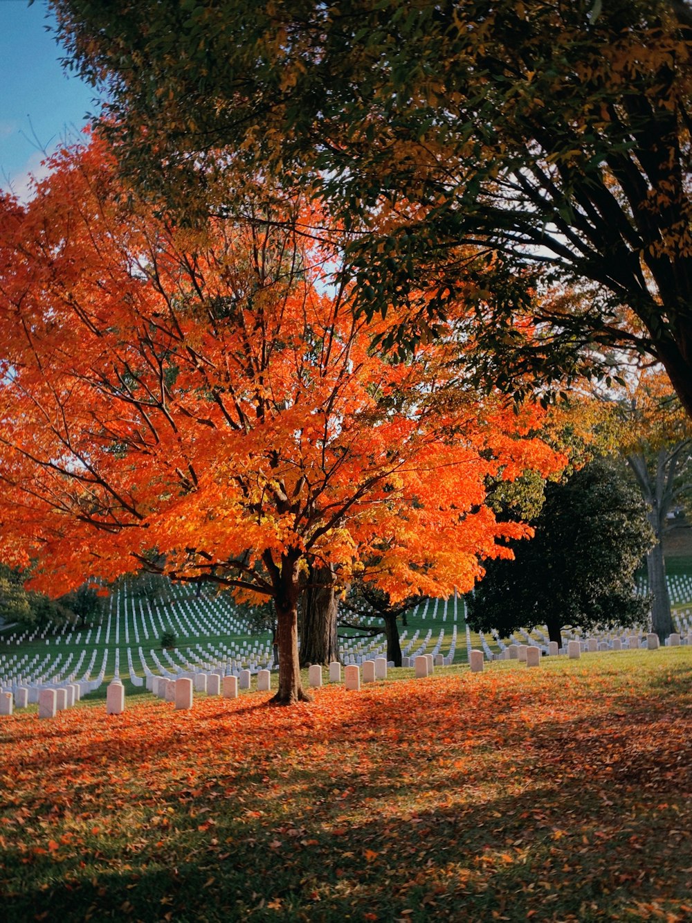 a tree with orange leaves in a cemetery