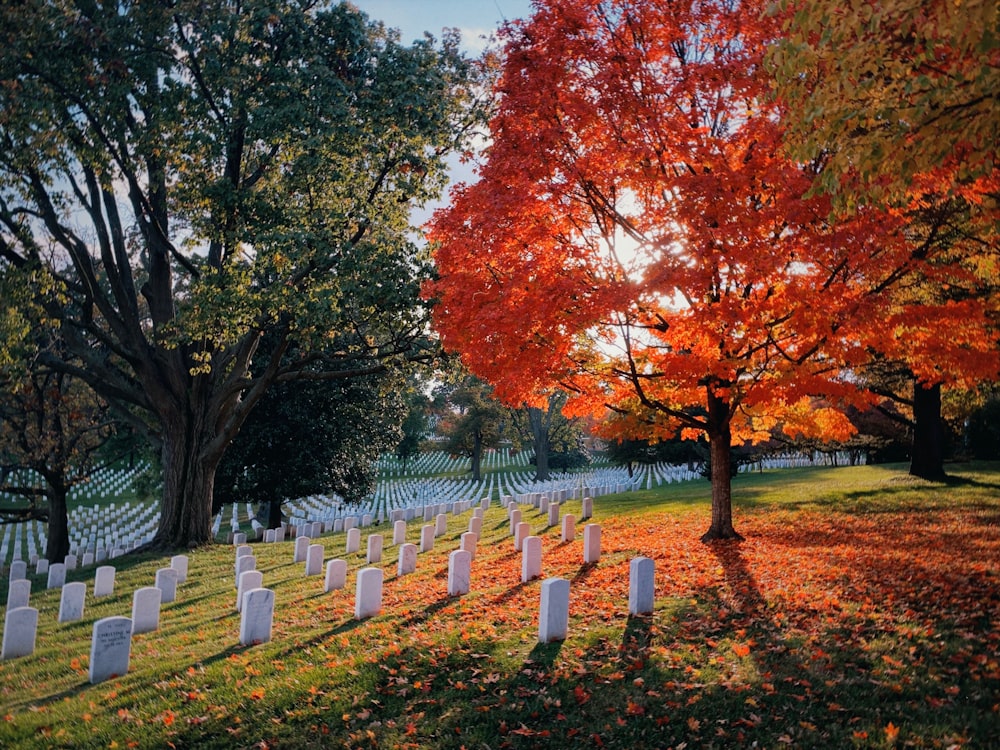 a cemetery with rows of headstones and trees in the background