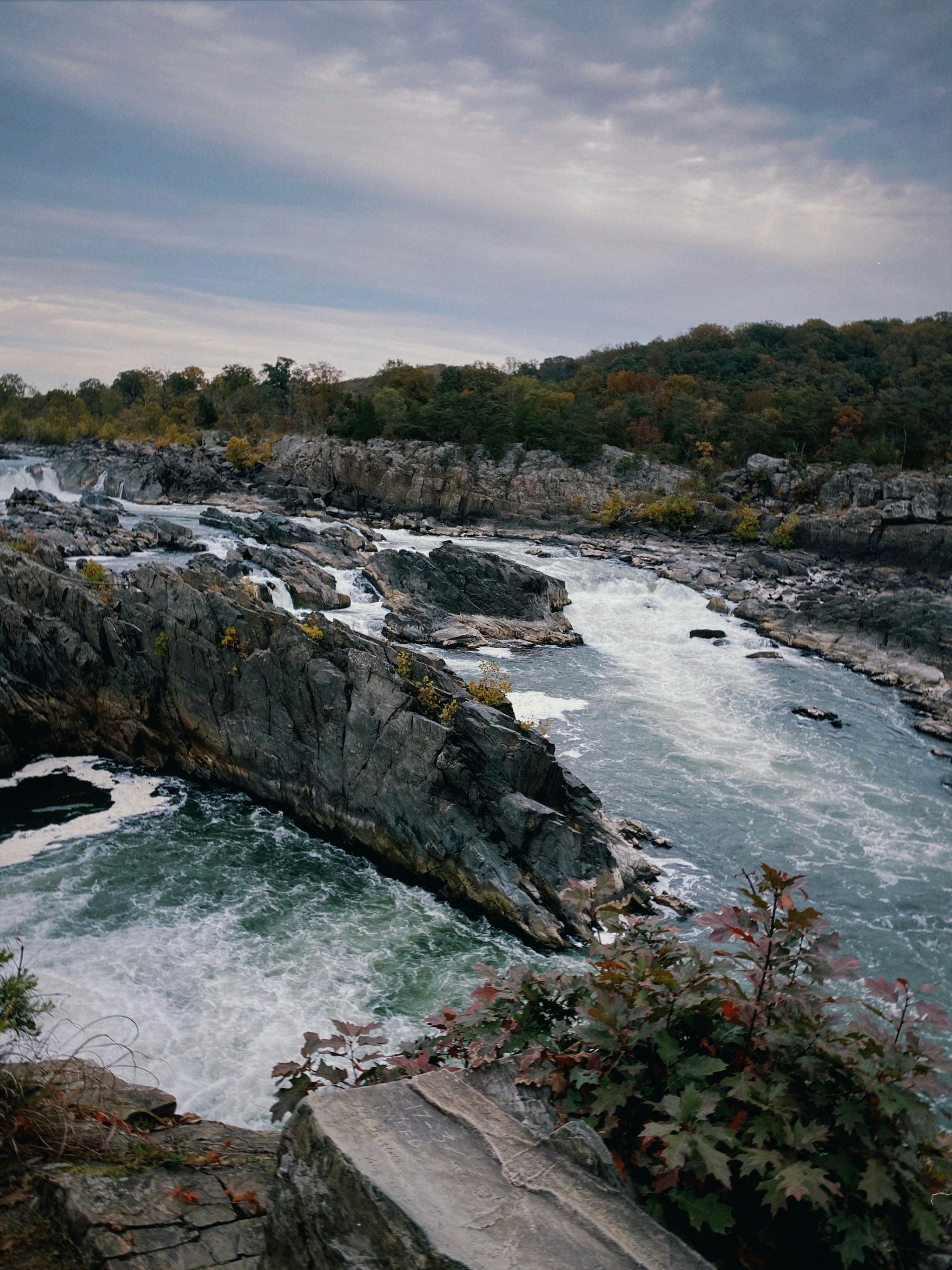a river flowing through a lush green forest