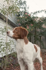 A proud rottweiler standing alert in a sunlit garden.