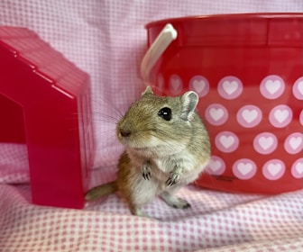 A small rodent is standing on its hind legs against a background with a red plastic container adorned with white heart patterns and a textured pink fabric. There is also a red toy house structure on the left side.