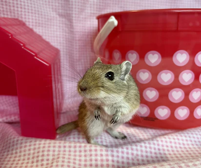 Close-up of a sleek rodent trap set discreetly along a baseboard in a bright, tidy living room.
