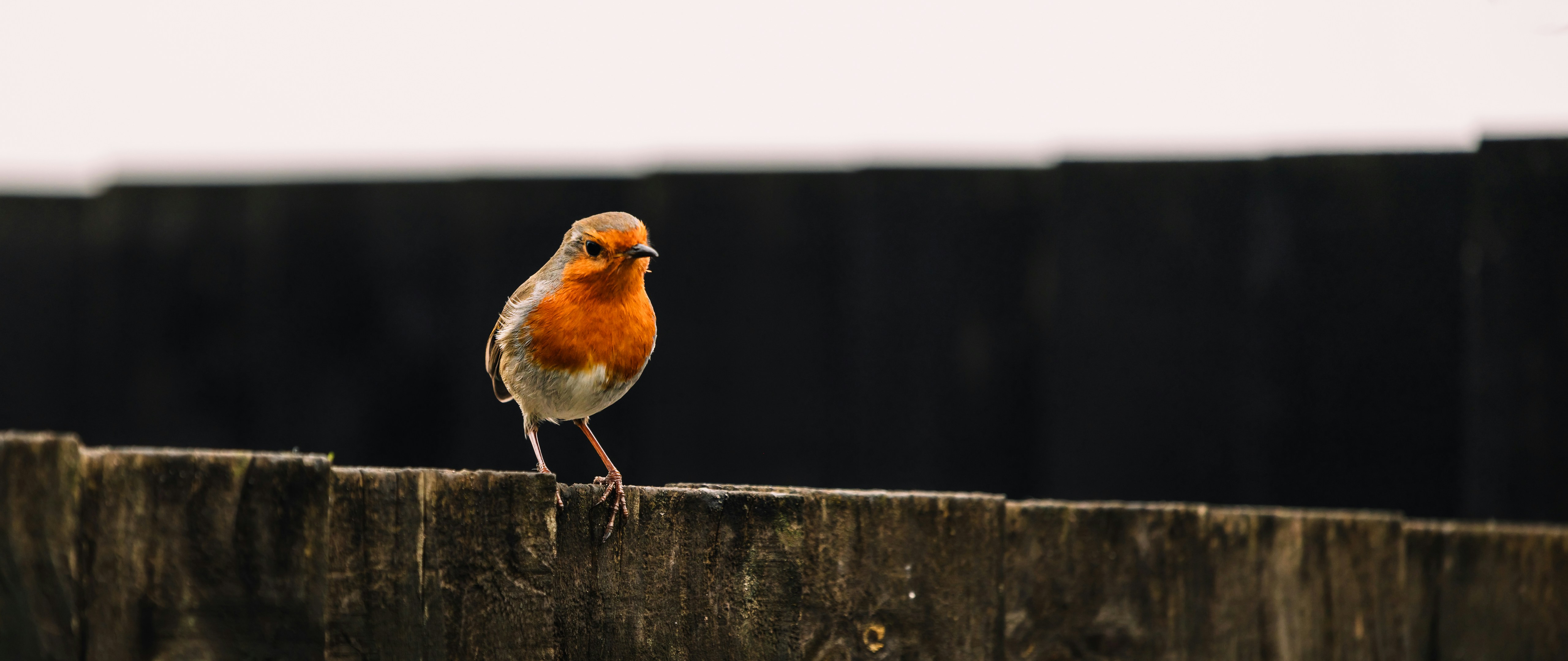 Um pequeno pássaro empoleirado no topo de uma cerca de madeira foto