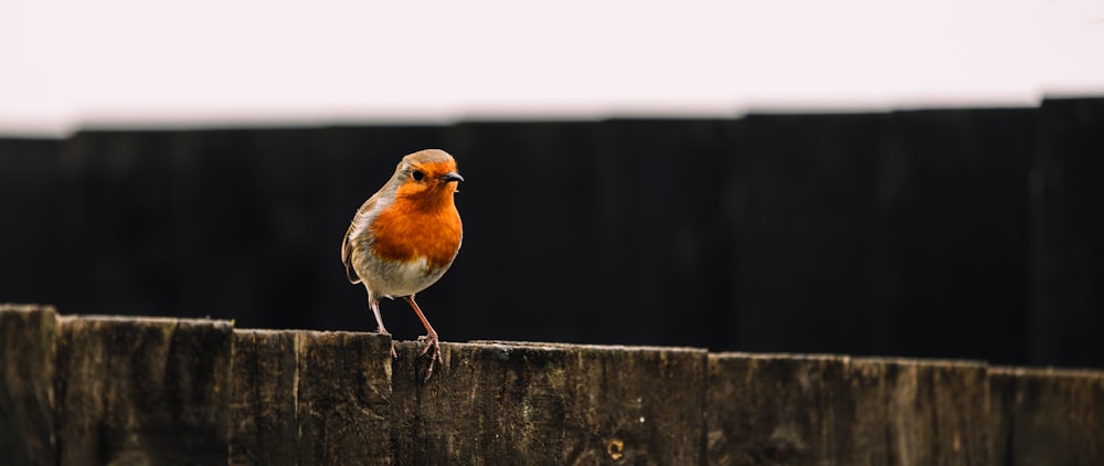 a small bird perched on top of a wooden fence