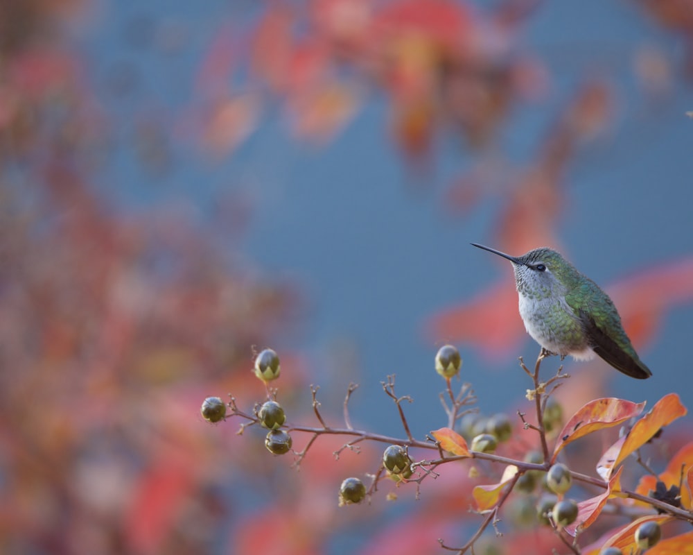 a hummingbird perches on a branch with berries