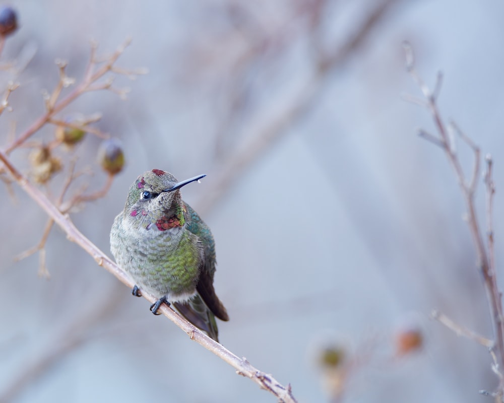 Un colibrì si appollaia su un ramo sottile