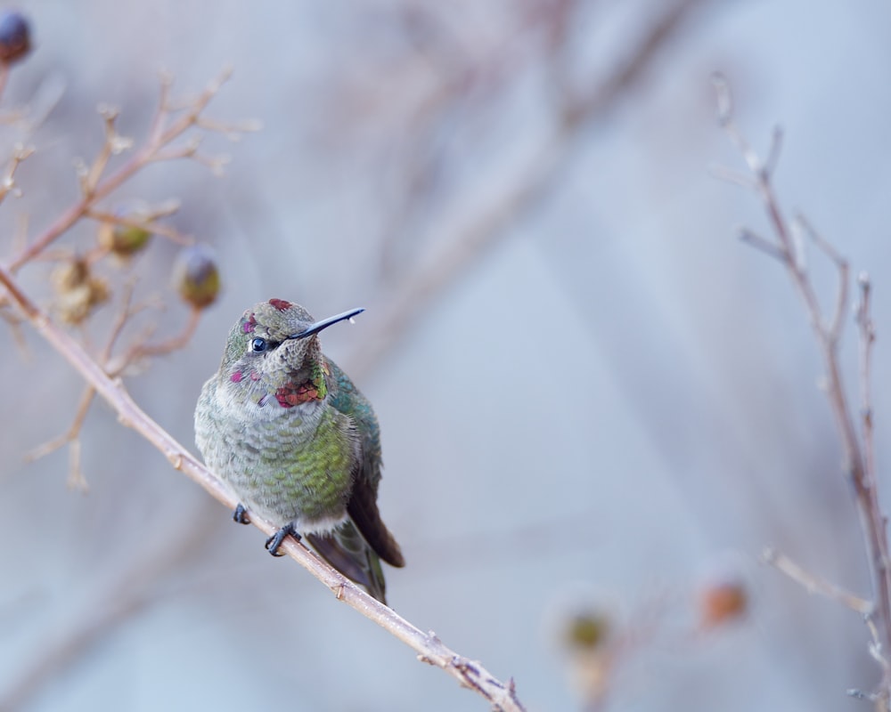 a hummingbird perches on a thin branch