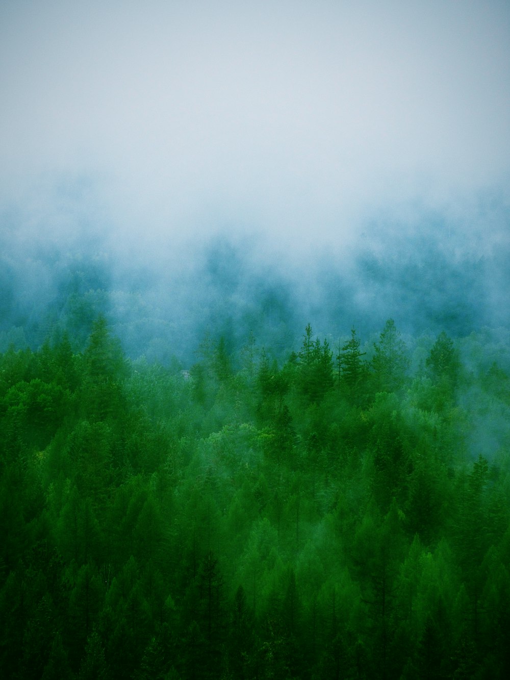 a forest filled with lots of green trees