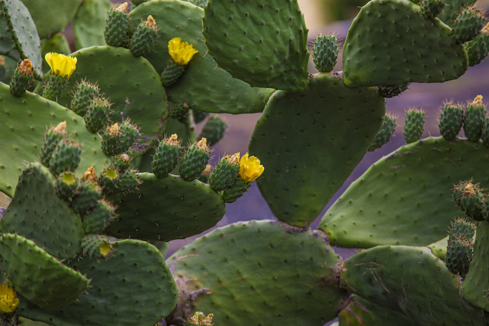 a close up of a cactus with yellow flowers