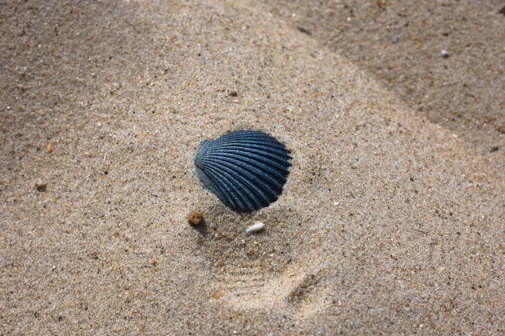 a small blue shell on a sandy beach