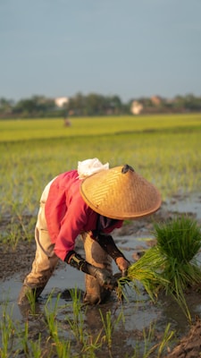 A person wearing a traditional conical hat and red jacket is working in a vibrant green rice field. The scene captures the focus and labor involved in planting rice as the individual bends down and holds a bundle of young rice plants. The field is muddy, indicating recent rain or water irrigation, and stretches out towards the horizon where a few distant houses and trees are visible. The setting sun casts a warm glow over the entire landscape, enhancing the peaceful and industrious atmosphere.