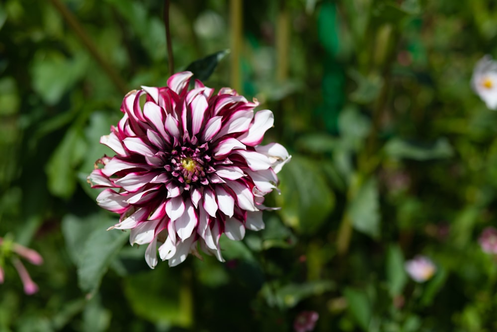 a close up of a pink and white flower