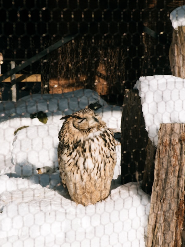 Best Times to Visit Asahikawa: Weather Guide