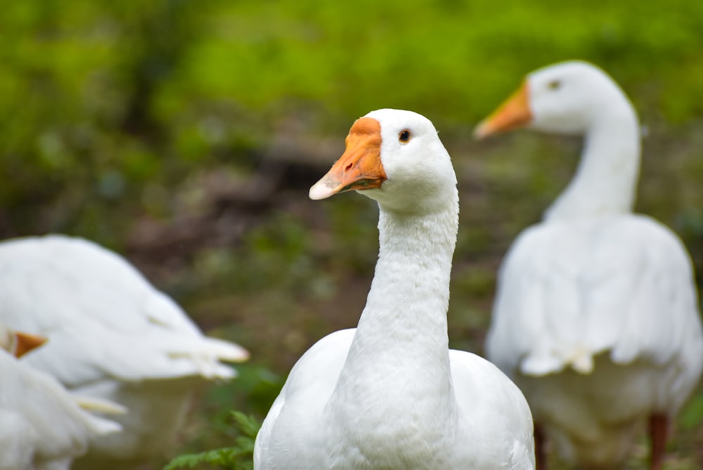 a group of white ducks standing next to each other