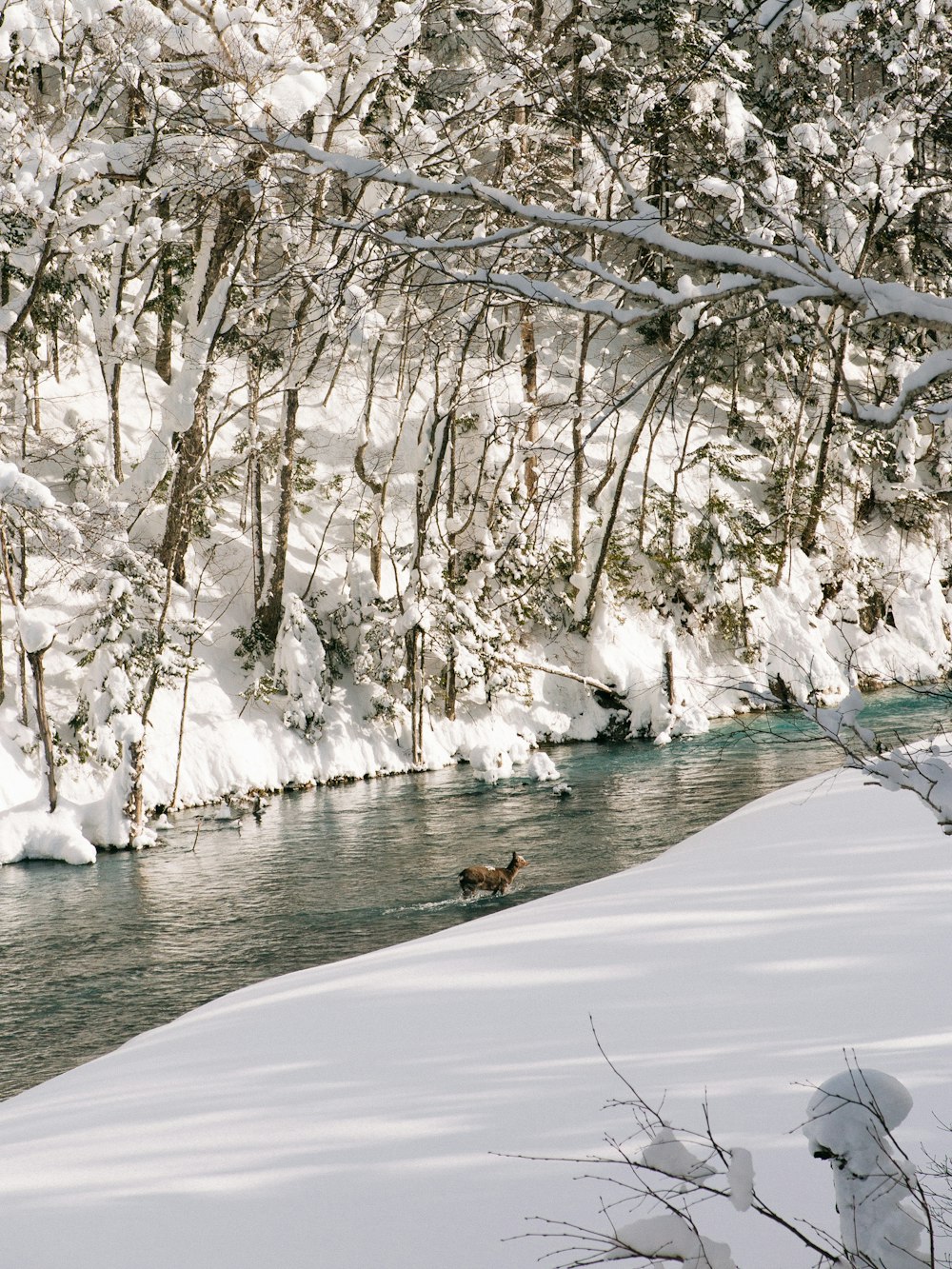 a river running through a snow covered forest