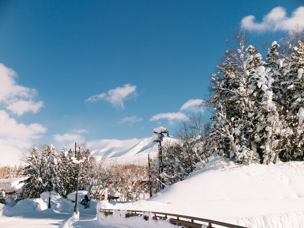Frost covered trees on a Japanese mountain in winter