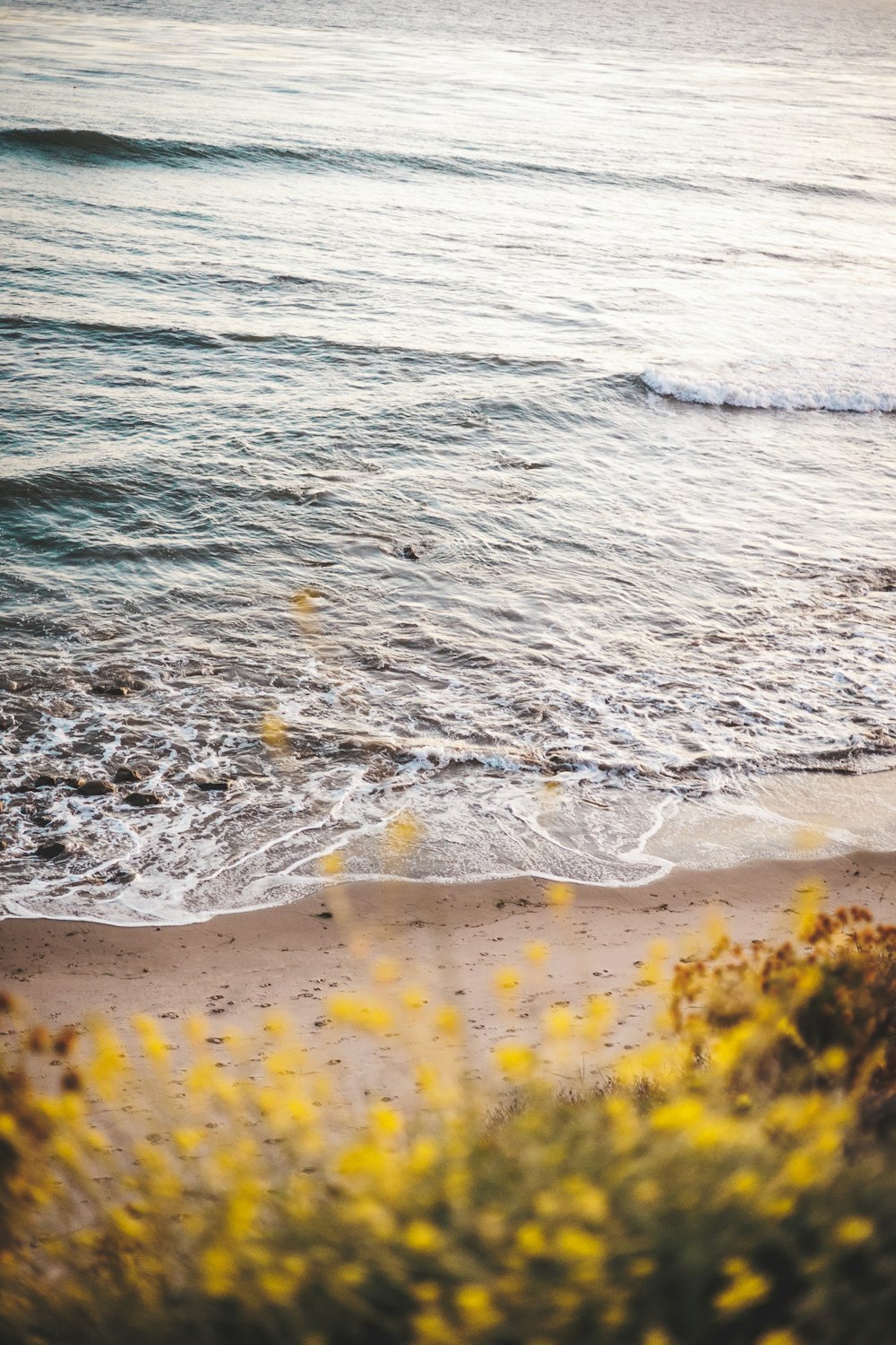 a couple of people walking along a beach next to the ocean