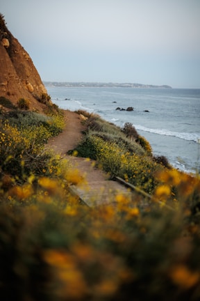A peaceful coastal path lined with blooming wildflowers under a bright blue sky.