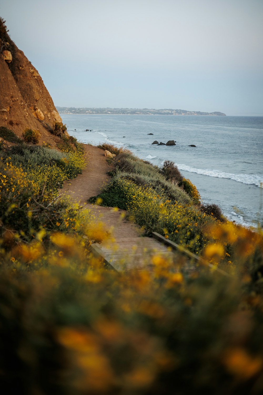 a path leading to the ocean with yellow flowers