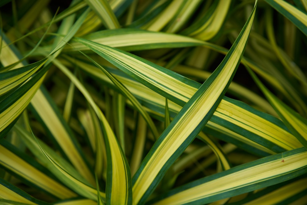 um close up de uma planta verde e amarela