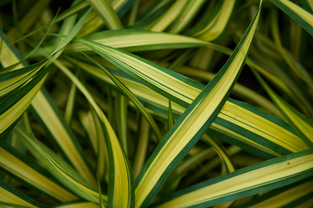 a close up of a green and yellow plant