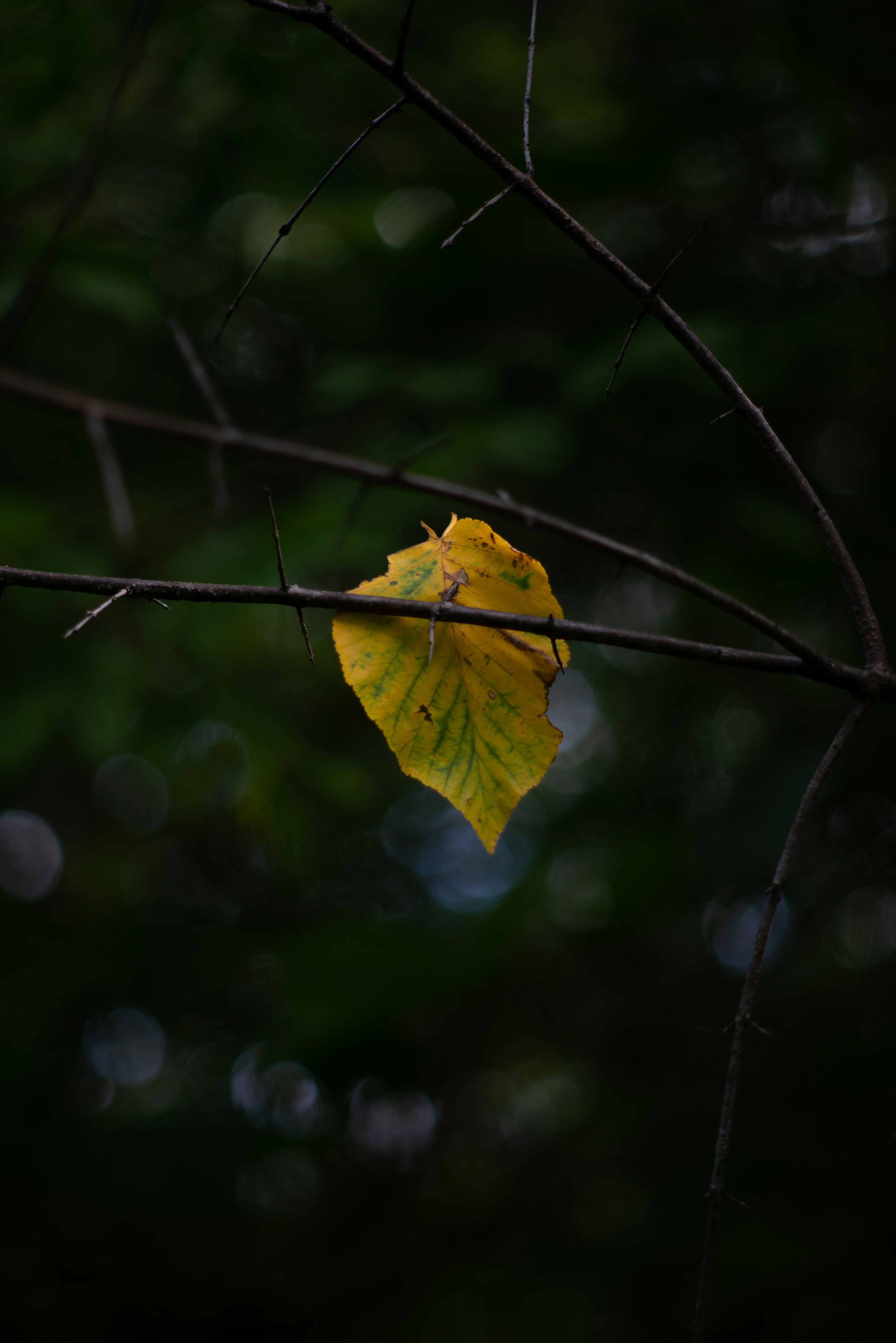 Photo by meaux
