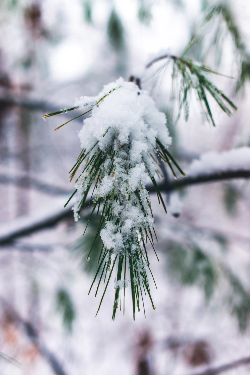The image shows a close-up view of a pine tree branch covered in fresh snow, with its green needles still visible despite the wintry conditions. The branch is located on the left side of the frame and extends towards the right, creating a sense of depth within the composition. The background appears to be blurred, suggesting that it could be an outdoor setting or a forested area during wintertime.