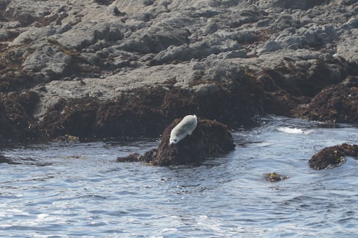 A seal rests on a rocky shore surrounded by water. The scene features rugged rock formations with patches of brown algae. The seal is positioned towards the center, appearing relaxed in its natural habitat.