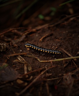 A dark millipede with orange-yellow segmented markings on its sides crawls across a brown, earthy surface entwined with small twigs and foliage. The millipede's numerous legs are visible as it navigates the natural terrain.