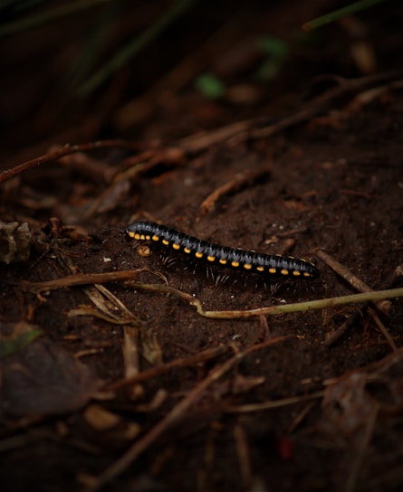 A dark millipede with orange-yellow segmented markings on its sides crawls across a brown, earthy surface entwined with small twigs and foliage. The millipede's numerous legs are visible as it navigates the natural terrain.