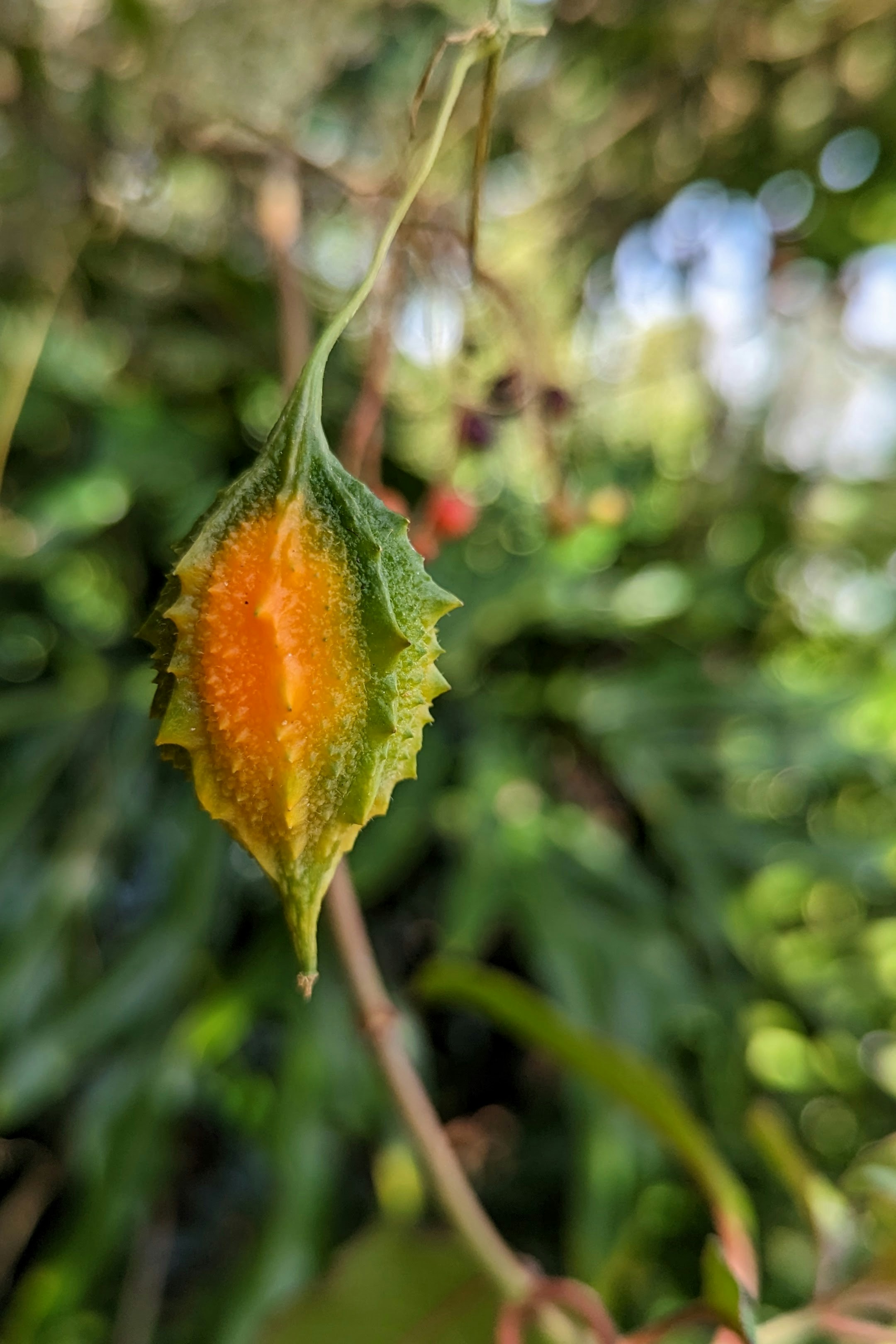 bitter melon on a vine