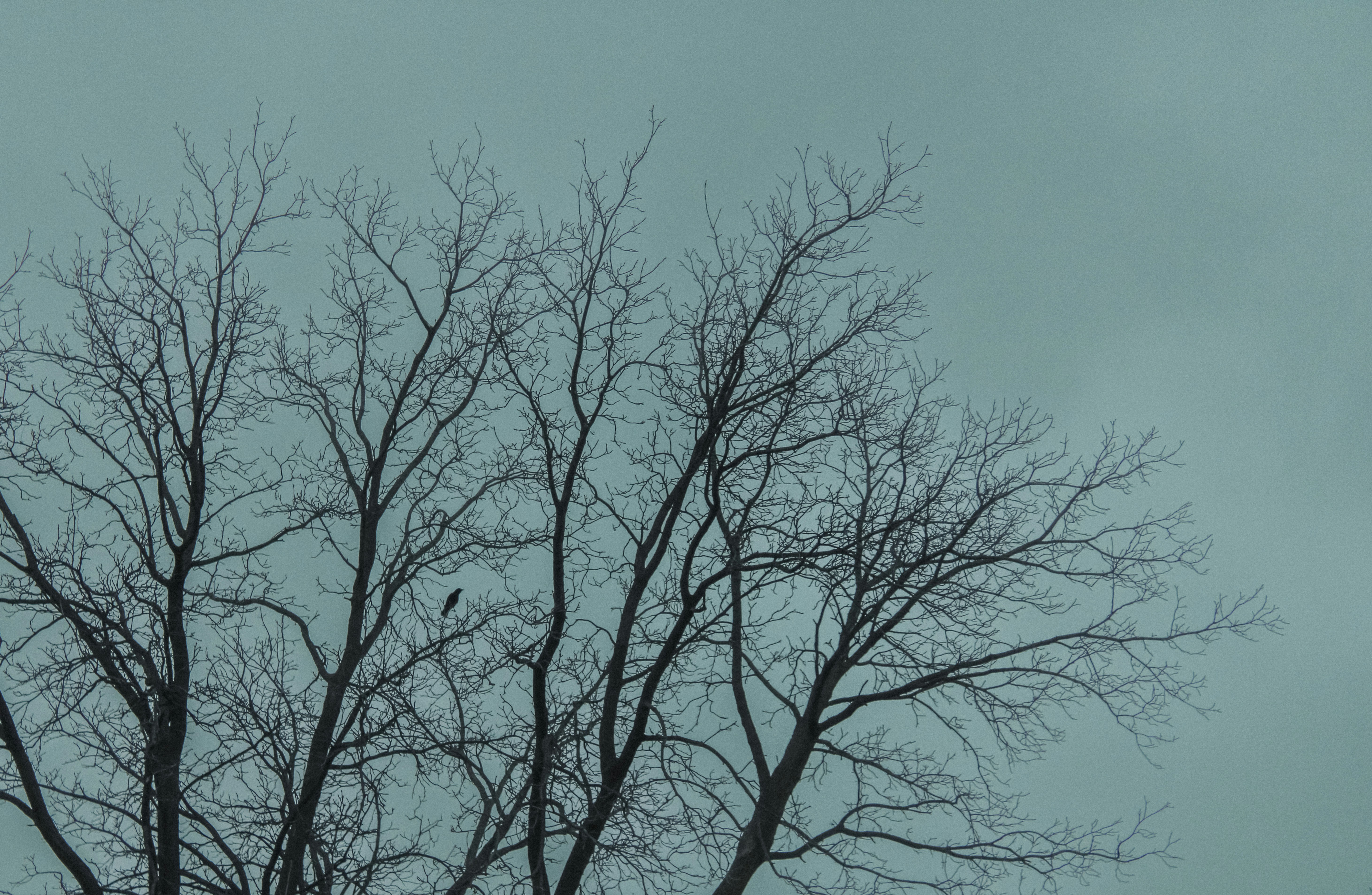 Photo by linusbelanger