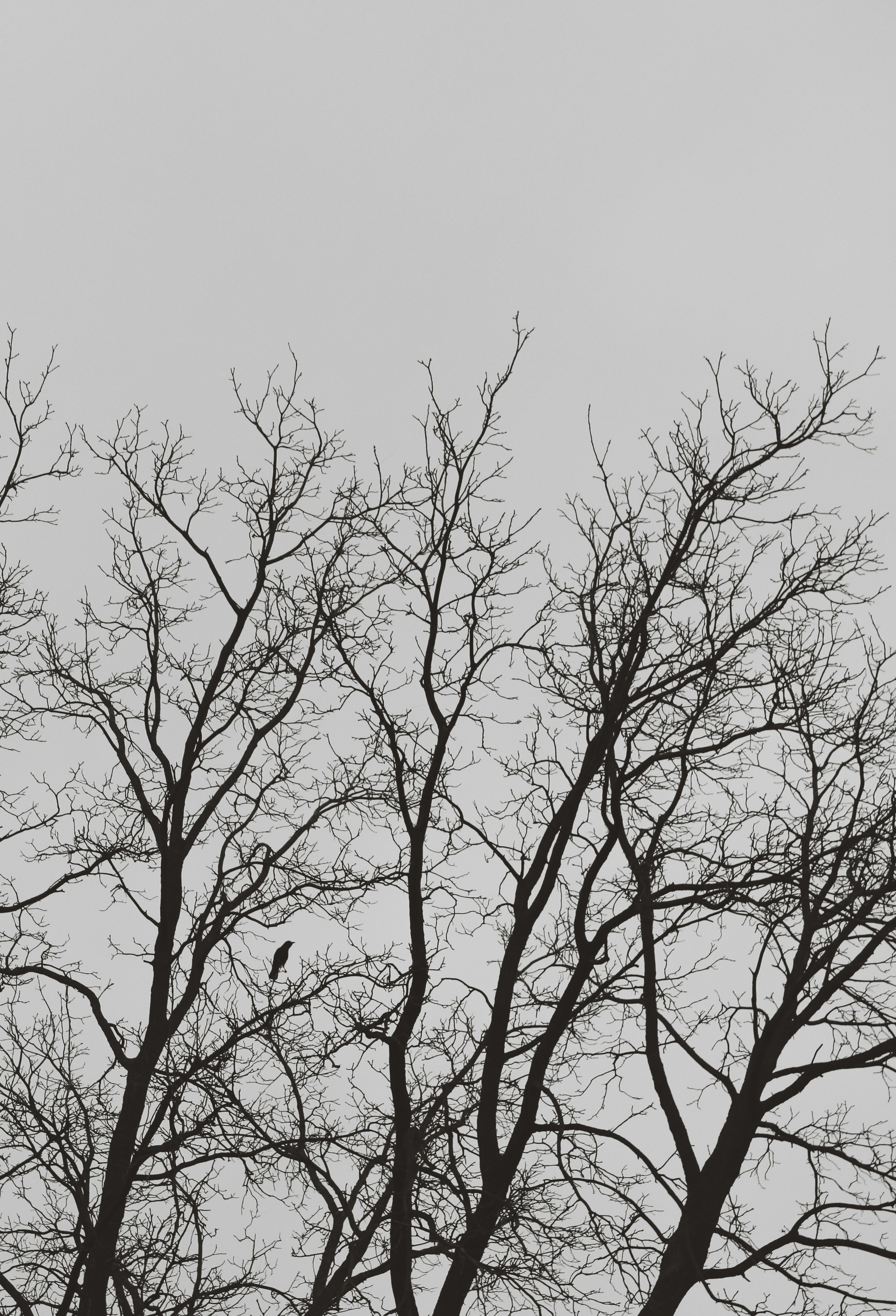 Photo by linusbelanger