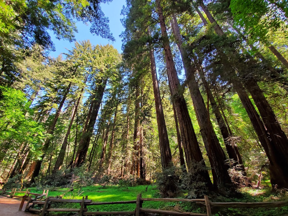 a wooden fence surrounded by tall trees in a forest