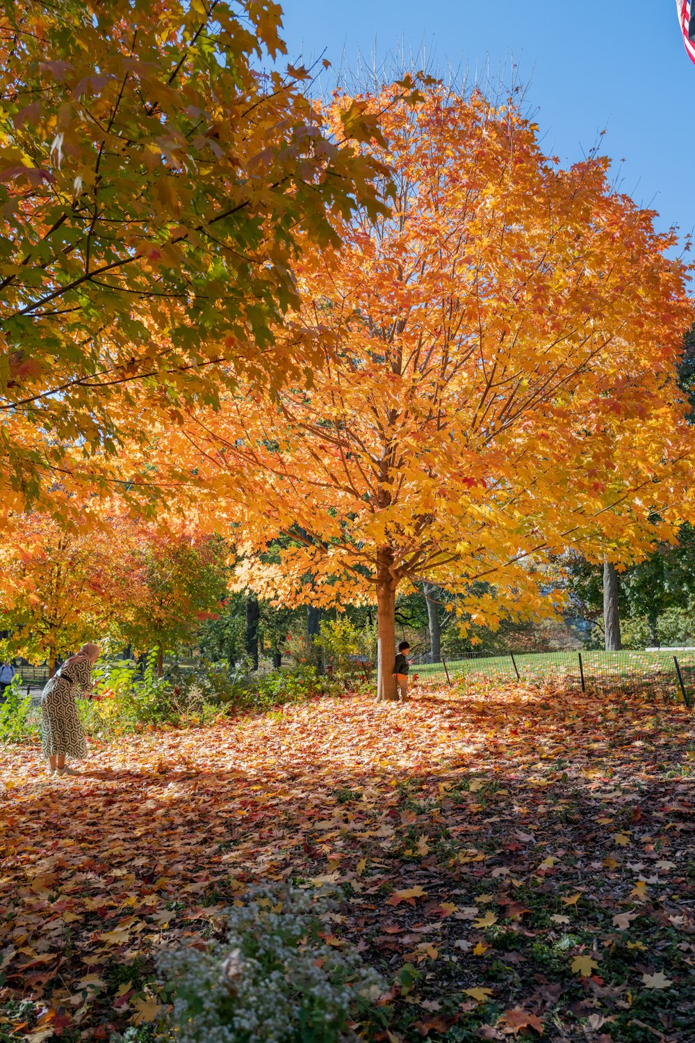 a flag flying in the air next to a tree filled with leaves