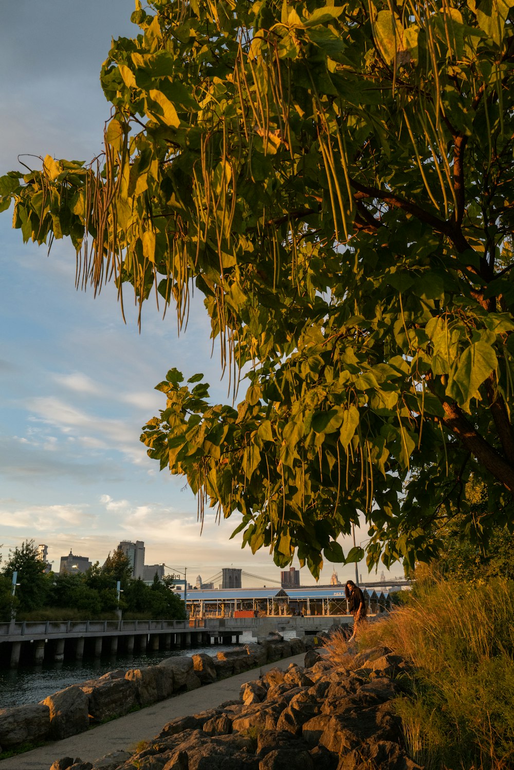 a person standing under a tree next to a river