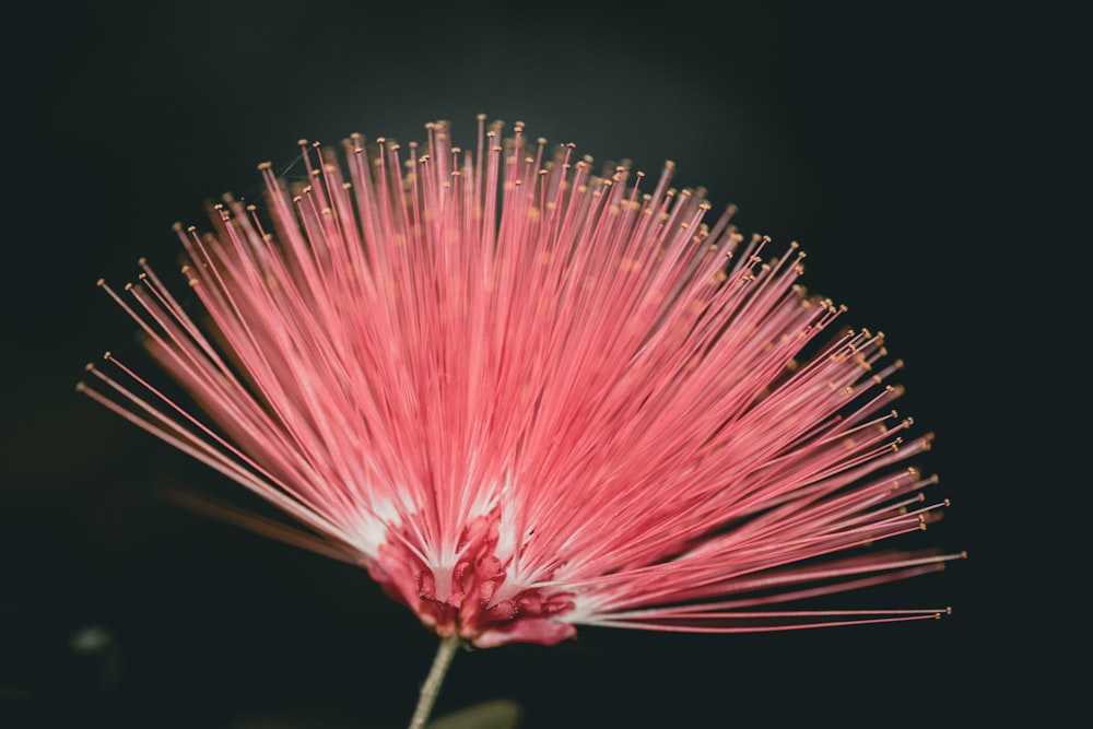 a close up of a pink flower on a black background