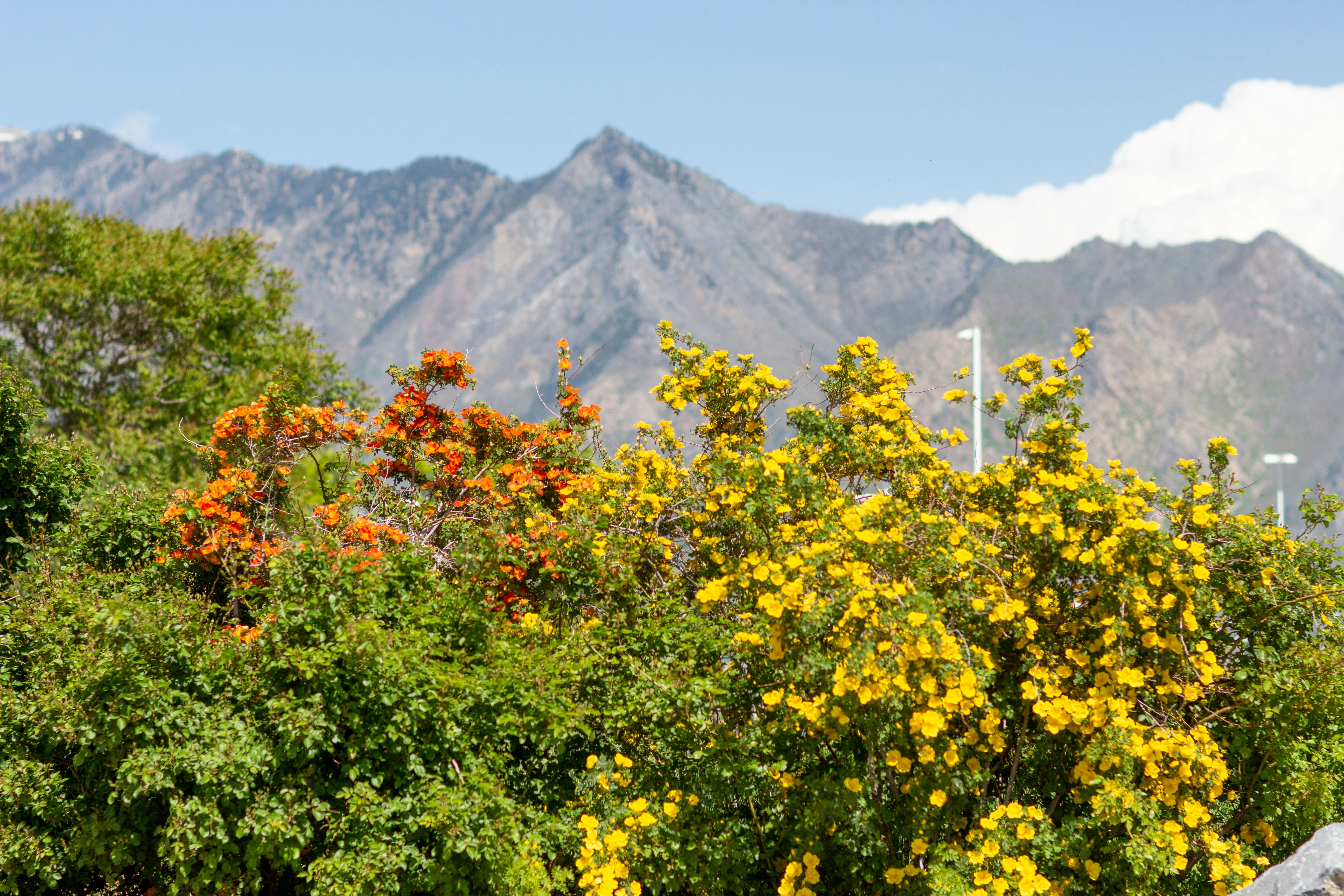 a bush with yellow flowers in the foreground and mountains in the background