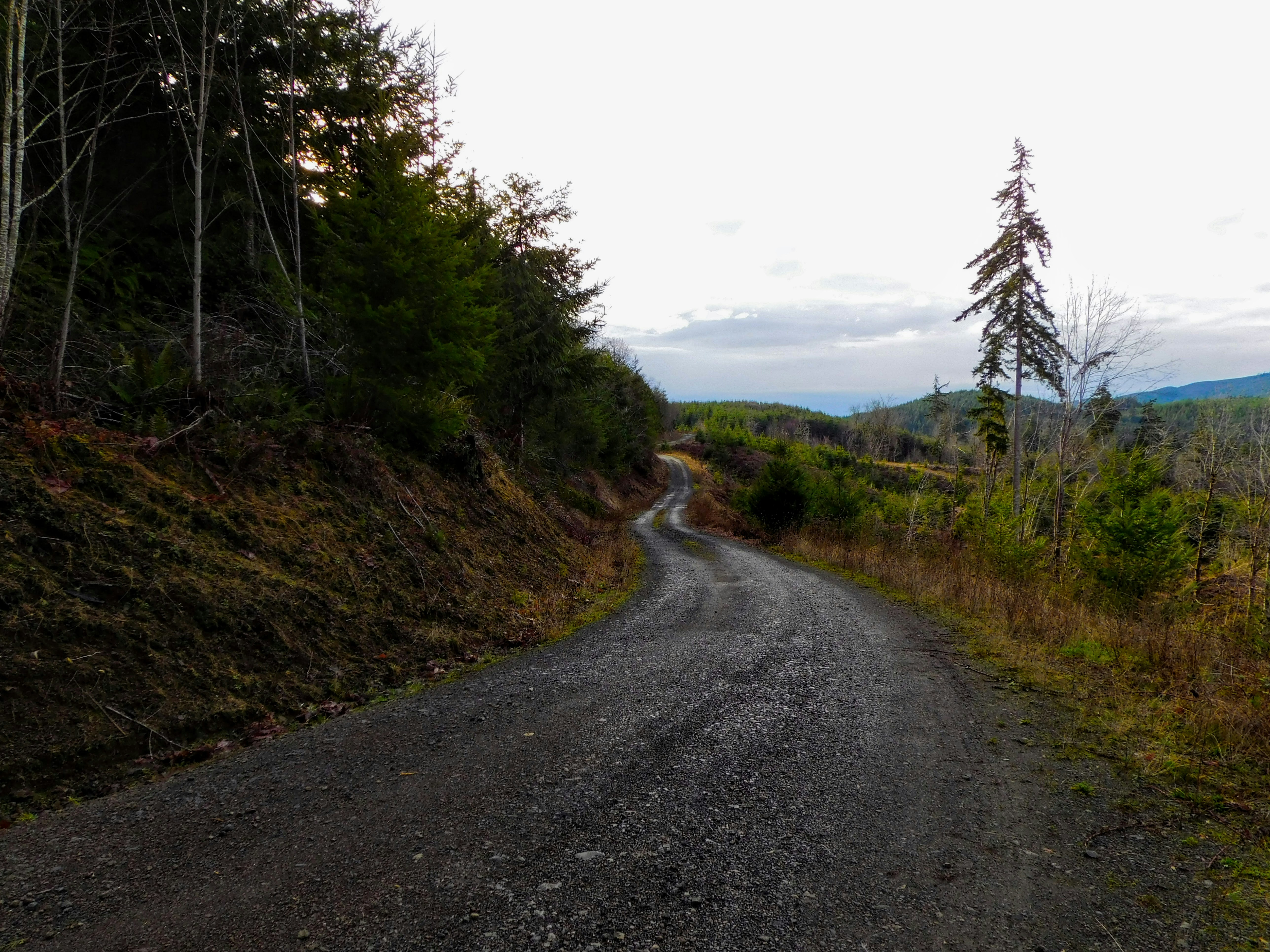 a dirt road in the middle of a forest