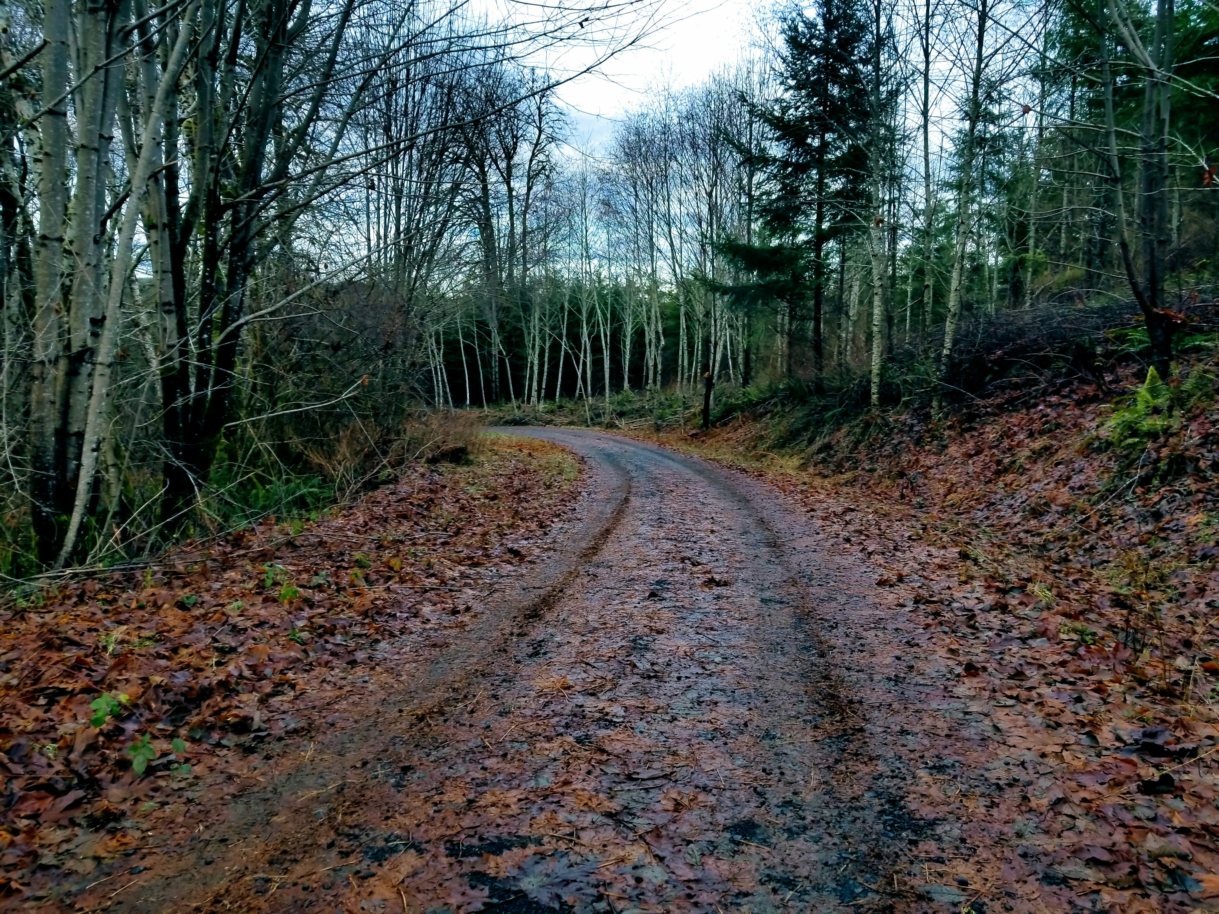 A dirt road in the middle of a forest