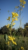 Cold-pressed mustard oil in a glass bottle surrounded by mustard flowers under soft sunlight.
