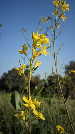 Sunlit mustard plants ready for harvest, emphasizing the kachi ghani mustard oil process.