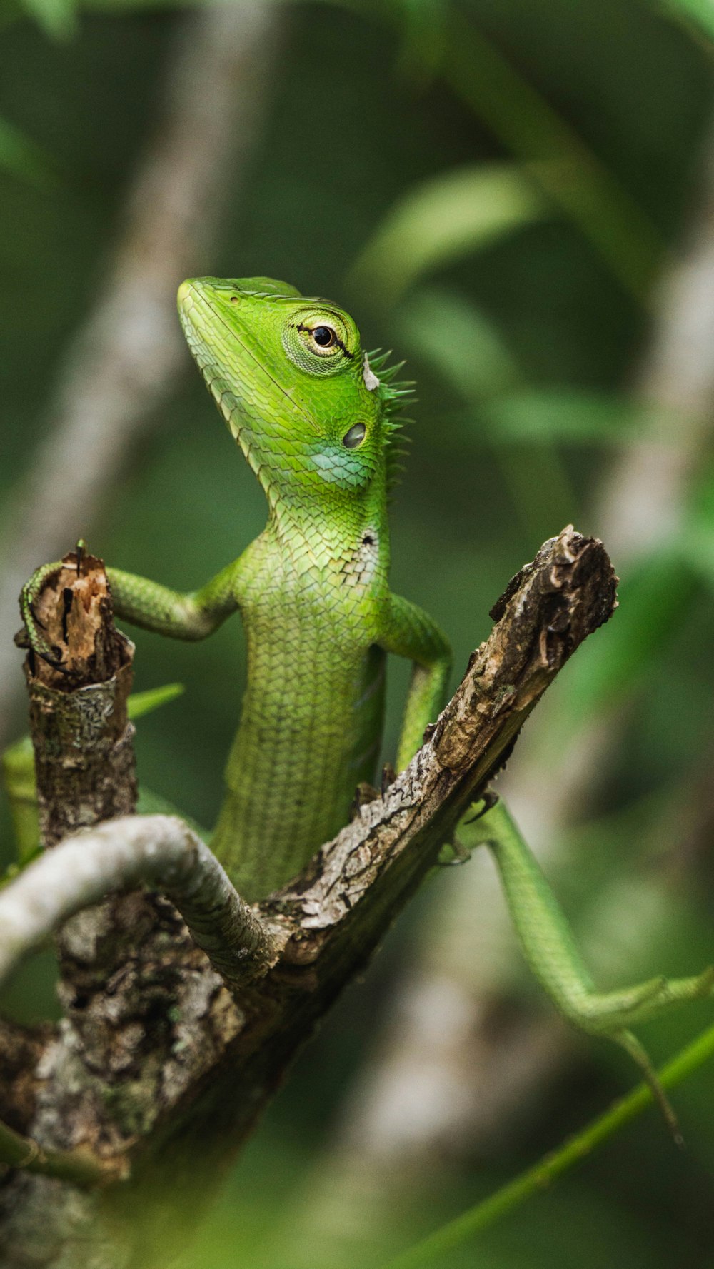 a green lizard sitting on top of a tree branch