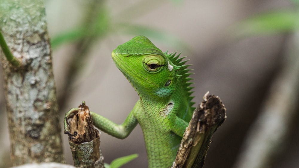a green lizard sitting on top of a tree branch