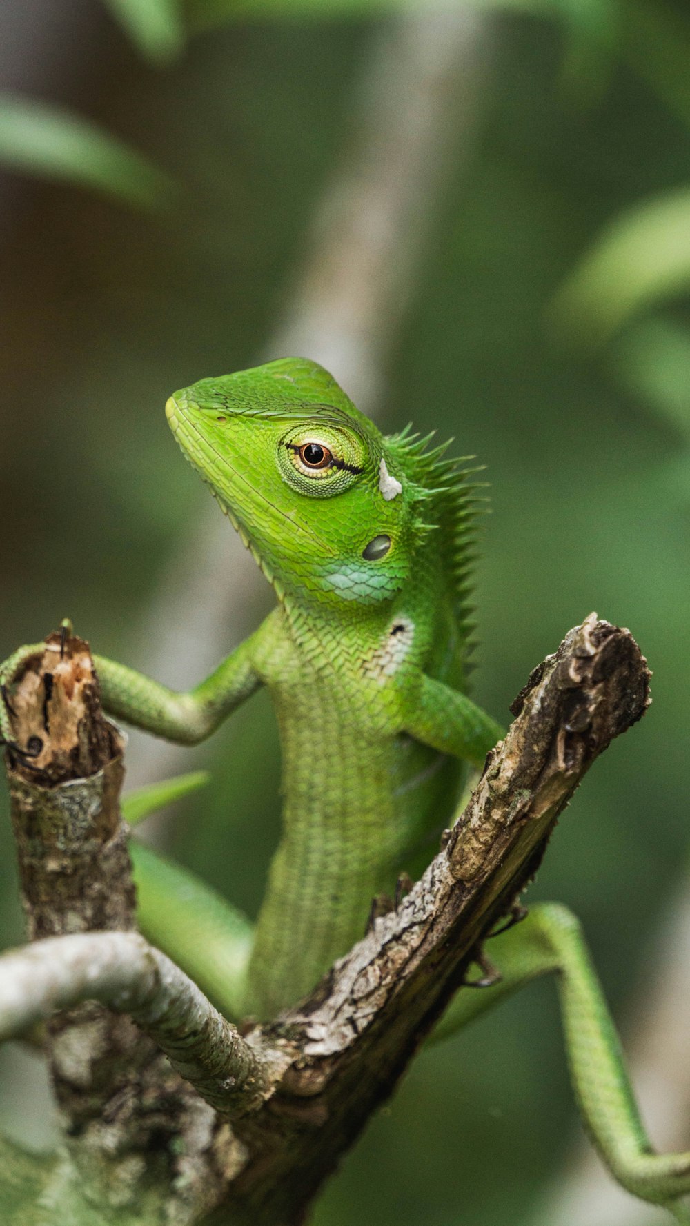 a green lizard sitting on top of a tree branch