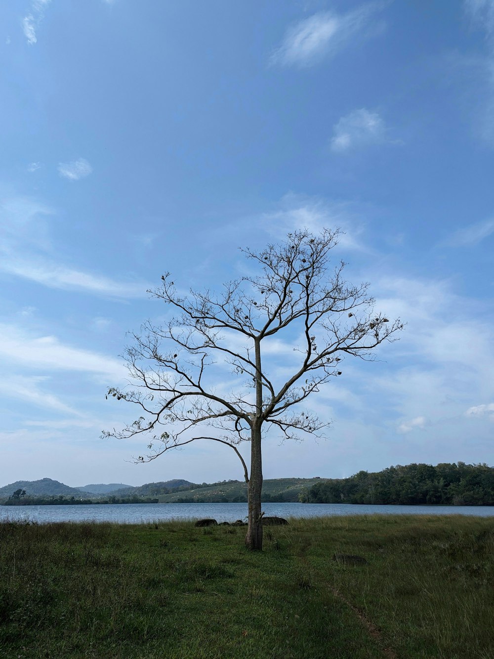 a lone tree in a grassy field next to a body of water