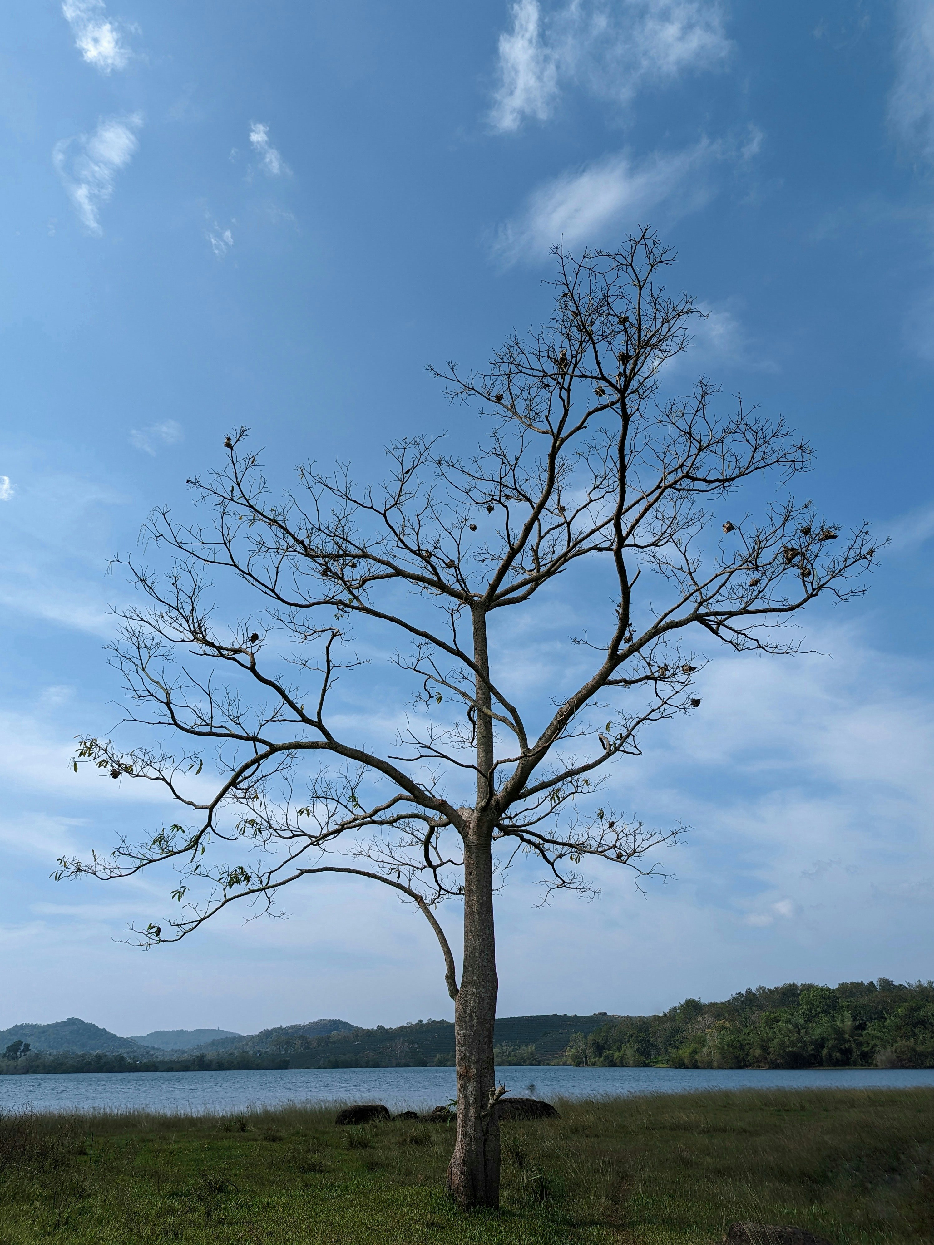 A lone tree in a grassy field next to a body of water photo – Free ...
