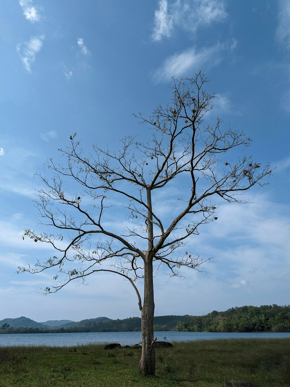 a lone tree in a grassy field next to a body of water